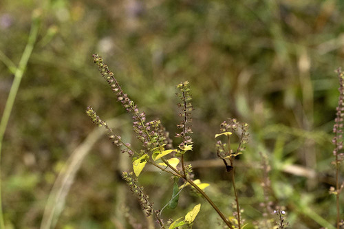 Mosla scabra observed 2026-10-24