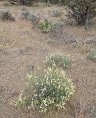 Astragalus curvicarpus