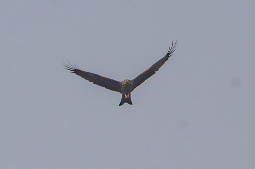 Black Kite photograph by the iNaturalist community