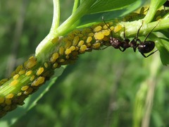 Aphis saniculae