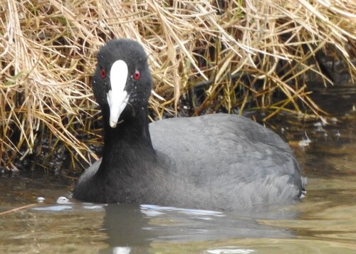 Common Coot photograph by the iNaturalist community