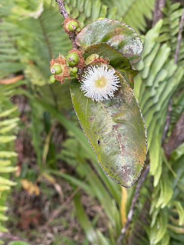 Aphloia theiformis observed 2026-10-24