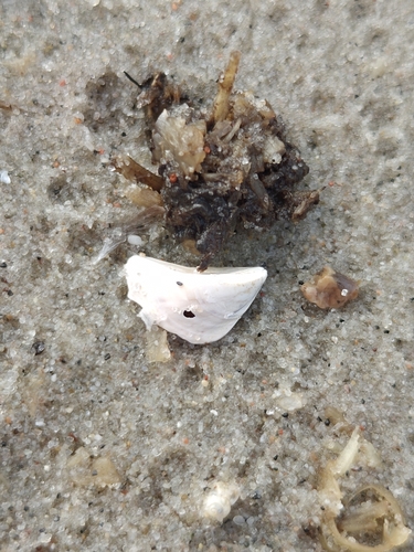 Dreissena polymorpha, 2026-10-24