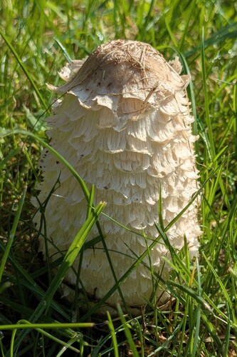 Shaggy Mane photograph by the iNaturalist community