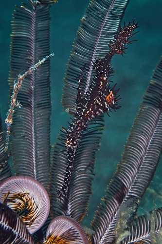 Solenostomus observed 2026-10-15