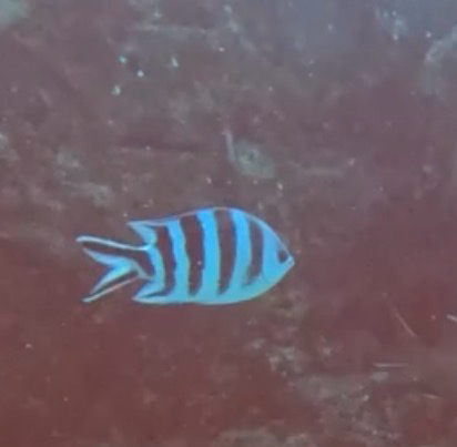 Abudefduf sexfasciatus observed 2026-10-24