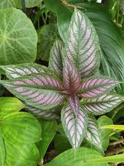 Strobilanthes auriculata