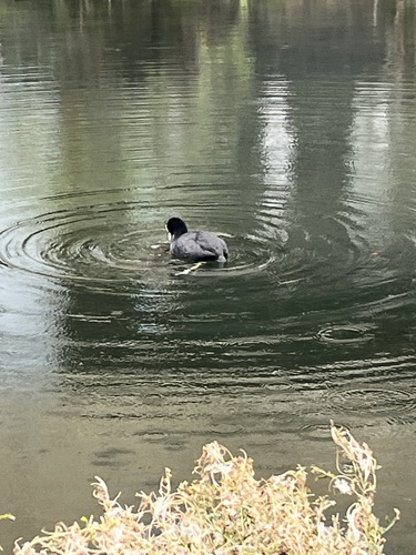 Common Coot photograph by the iNaturalist community