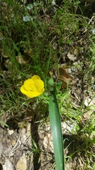 Calochortus monophyllus
