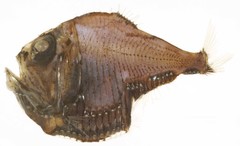 Tropical Hatchetfish photo 3