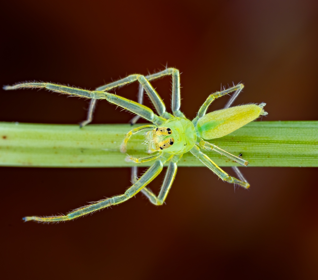 Lyssomanes remotus