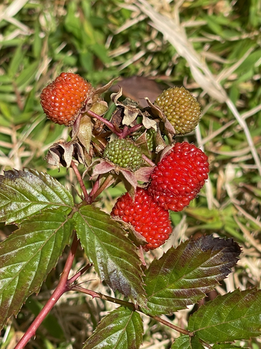Rubus rosifolius observed 2026-10-24