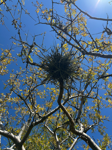 Tillandsia schiedeana observed 2026-10-23