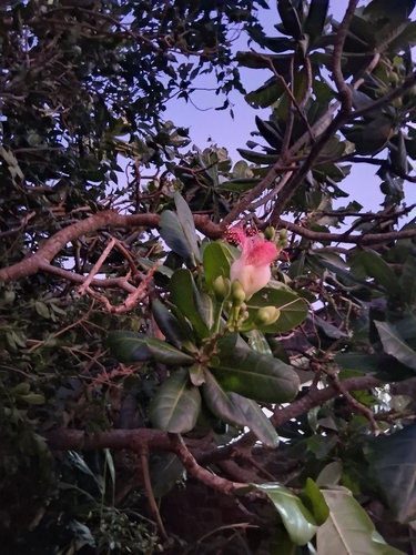Barringtonia asiatica observed 2026-10-24