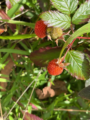 Rubus rosifolius observed 2026-10-24