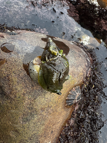Buccinum undatum observed 2026-10-24