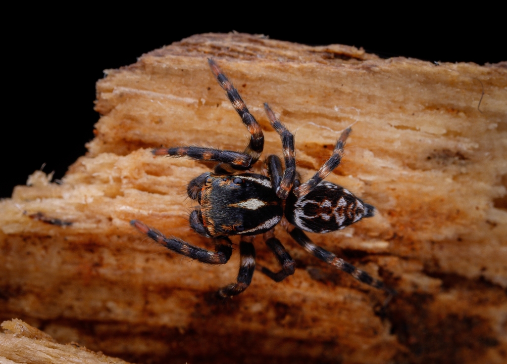 Eustiromastix guianae