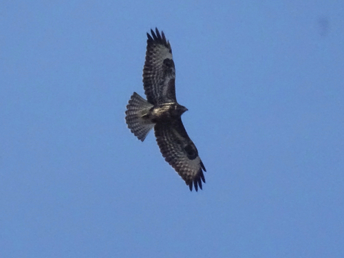 Common Buzzard photograph by the iNaturalist community