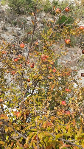 Punica granatum observed 2026-10-24