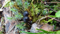 Gymnopus ocior