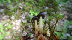 Gymnopus ocior