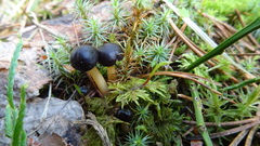 Gymnopus ocior