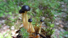 Gymnopus ocior