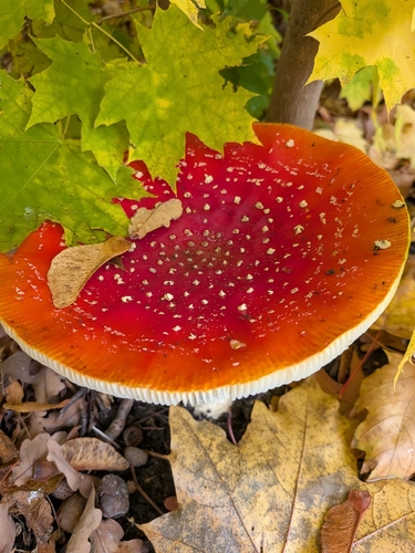 Fly Agaric photograph by the iNaturalist community