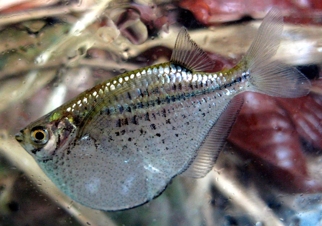 Spotted Hatchetfish