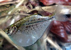 Spotted Hatchetfish photo 1