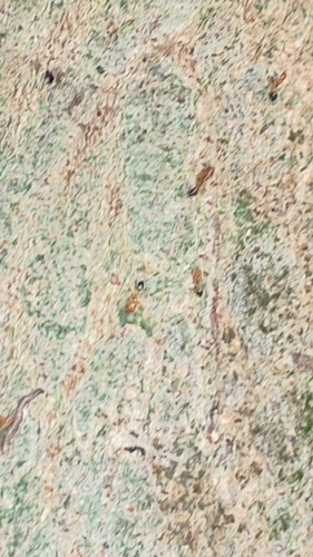 Monomorium destructor observed 2026-10-24
