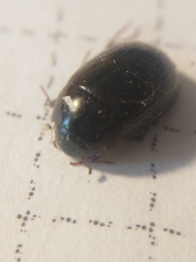 Hydrobius