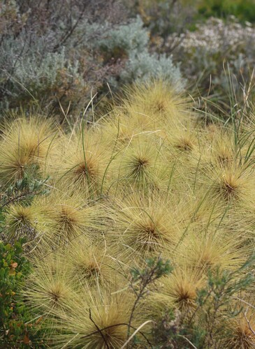 Spinifex longifolius observed 2026-10-19