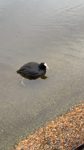 Common Coot photograph by the iNaturalist community