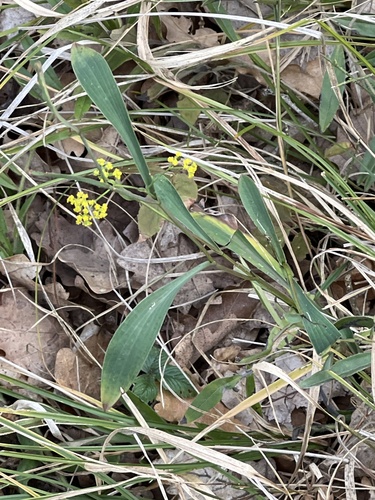 Bupleurum falcatum observed 2026-10-24