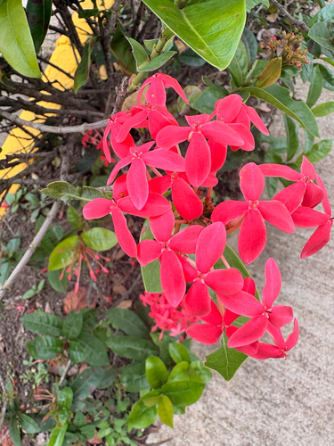 Ixora coccinea observed 2026-10-22