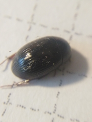 Hydrobius