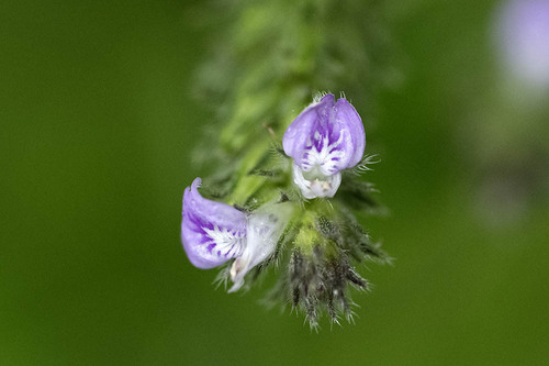 Rostellularia procumbens observed 2026-10-24
