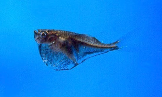 Black-Winged Hatchetfish