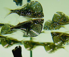 Black-Winged Hatchetfish photo 2