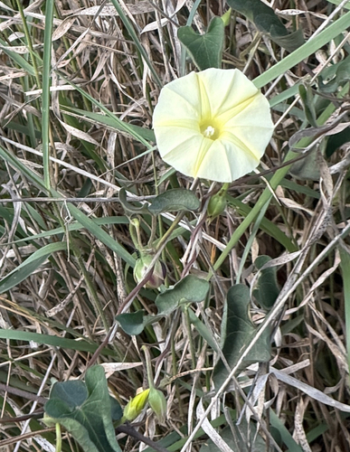 Ipomoea obscura observed 2026-10-24