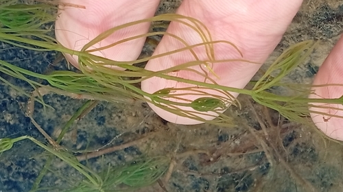 Chara vulgaris, 2026-10-24