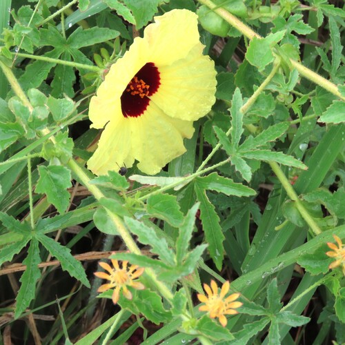 Hibiscus surattensis observed 2026-10-24