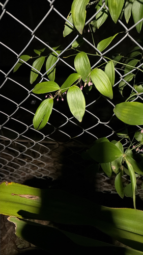 Eustrephus latifolius observed 2026-10-24