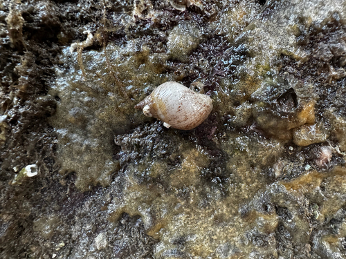 Nucella lapillus observed 2026-10-24