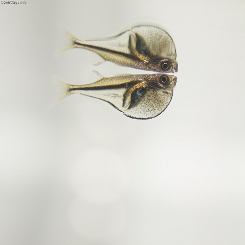 Pygmy Hatchetfish