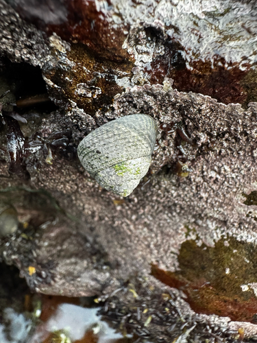 Gibbula cineraria observed 2026-10-24