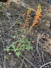 Delphinium nudicaule