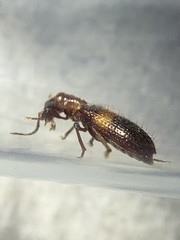 Cymatodera aegra