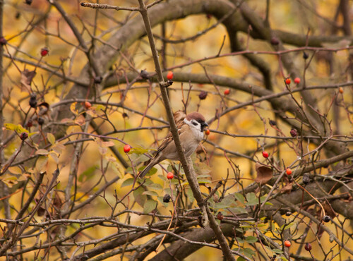 Eurasian Tree Sparrow photograph by the iNaturalist community